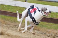 032_Chrtí_dostihy_Extra_Greyhound_Race_2011_Czech_Greyhound_Racing_Federation_DSC03065.JPG
