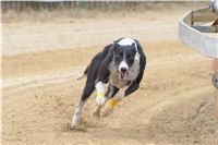 035_Chrti_dostihy_Extra_Greyhound_Race_2011_Czech_Greyhound_Racing_Federation_DSC02939.JPG