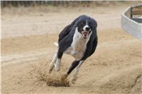 036_Chrti_dostihy_Extra_Greyhound_Race_2011_Czech_Greyhound_Racing_Federation_DSC02938.JPG