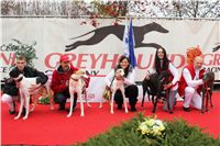 Chrti_dostihy_Extra_Greyhound_Race_2011_Czech_Greyhound_Racing_Federation_IMG_0817.jpg