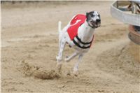 Chrti_dostihy_Extra_Greyhound_Race_2011_Czech_Greyhound_Racing_Federation_IMG_DSC03076.JPG