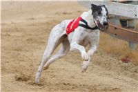 Chrti_dostihy_Extra_Greyhound_Race_2011_Czech_Greyhound_Racing_Federation_IMG_DSC03077.JPG