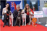 Puppy_Big_Daddy_Cool_Czech_Greyhound_Racing_Federation_DSC07906-v.JPG