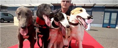 Puppy_Big_Daddy_Cool_Czech_Greyhound_Racing_Federation_IMG_2040.jpg