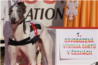 Mikulas_Greyhound_race_2011_Czech_Greyhound_Racing_Federation_DSC03377-v.JPG
