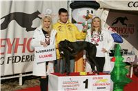 Prvni_Osvobozena_Vystava_Chrtu_v_Cechach_Czech_Greyhound_Racing_Federation_foto3.JPG
