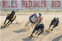 006_Mikulas_Greyhound_Race_2011_Czech_Greyhound_Racing_Federation_DSC03390.jpg