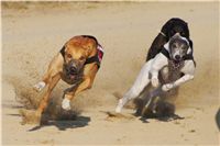 023_Mikulas_Greyhound_Race_2011_Czech_Greyhound_Racing_Federation_DSC03503.jpg