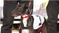 Mikulas_Greyhound_Race_2011_Czech_Greyhound_Racing_Federation_DSC03374.JPG