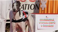 Mikulas_Greyhound_Race_2011_Czech_Greyhound_Racing_Federation_DSC03377-u.JPG