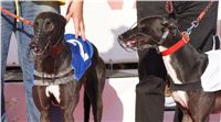 Mikulas_Greyhound_Race_2011_Czech_Greyhound_Racing_Federation_DSC03381.JPG