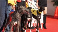Mikulas_Greyhound_Race_2011_Czech_Greyhound_Racing_Federation_DSC03386.JPG