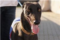 Mikulas_Greyhound_Race_2011_Czech_Greyhound_Racing_Federation_DSC03472.JPG