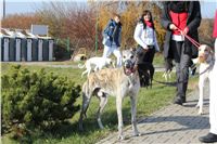 Mikulas_Greyhound_Race_2011_Czech_Greyhound_Racing_Federation_IMG_1111.JPG