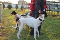 Mikulas_Greyhound_Race_2011_Czech_Greyhound_Racing_Federation_IMG_1606.JPG