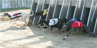 003_Mikulas_Greyhound_Race_2011_Czech_Greyhound_Racing_Federation_NQ1M0011.JPG
