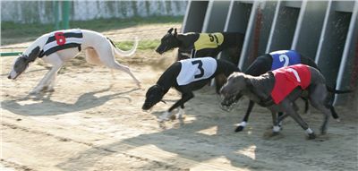 004_Mikulas_Greyhound_Race_2011_Czech_Greyhound_Racing_Federation_NQ1M0012.JPG