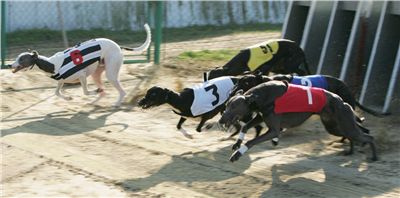 005_Mikulas_Greyhound_Race_2011_Czech_Greyhound_Racing_Federation_NQ1M0013.JPG