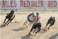 006_Mikulas_Greyhound_Race_2011_Czech_Greyhound_Racing_Federation_DSC03390.JPG