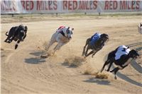 008_Mikulas_Greyhound_Race_2011_Czech_Greyhound_Racing_Federation_DSC03393.JPG