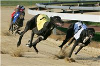 009_Mikulas_Greyhound_Race_2011_Czech_Greyhound_Racing_Federation_NQ1M0029.JPG