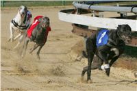 011_Mikulas_Greyhound_Race_2011_Czech_Greyhound_Racing_Federation_NQ1M0031.JPG