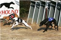 017_Mikulas_Greyhound_Race_2011_Czech_Greyhound_Racing_Federation_NQ1M0080.JPG