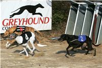 018_Mikulas_Greyhound_Race_2011_Czech_Greyhound_Racing_Federation_NQ1M0081.JPG