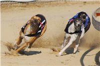 022_Mikulas_Greyhound_Race_2011_Czech_Greyhound_Racing_Federation_DSC03502.JPG