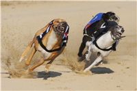 024_Mikulas_Greyhound_Race_2011_Czech_Greyhound_Racing_Federation_DSC03504.JPG