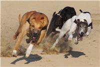 025_Mikulas_Greyhound_Race_2011_Czech_Greyhound_Racing_Federation_DSC03505.JPG