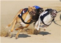 026_Mikulas_Greyhound_Race_2011_Czech_Greyhound_Racing_Federation_DSC03506.JPG