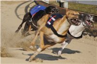 027_Mikulas_Greyhound_Race_2011_Czech_Greyhound_Racing_Federation_DSC03508.JPG