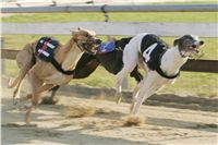 028_Mikulas_Greyhound_Race_2011_Czech_Greyhound_Racing_Federation_NQ1M0105.JPG