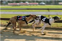 029_Mikulas_Greyhound_Race_2011_Czech_Greyhound_Racing_Federation_NQ1M0107.JPG