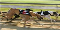 030_Mikulas_Greyhound_Race_2011_Czech_Greyhound_Racing_Federation_NQ1M0108.JPG