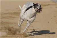 032_Mikulas_Greyhound_Race_2011_Czech_Greyhound_Racing_Federation_DSC03569.JPG