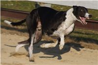 033_Mikulas_Greyhound_Race_2011_Czech_Greyhound_Racing_Federation_DSC03589.JPG