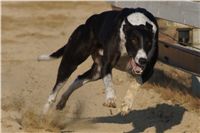 034_Mikulas_Greyhound_Race_2011_Czech_Greyhound_Racing_Federation_DSC03593.JPG