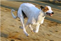 037_Mikulas_Greyhound_Race_2011_Czech_Greyhound_Racing_Federation_NQ1M0638.JPG