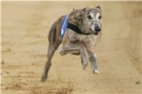 Mikulas_Greyhound_Race_2011_Czech_Greyhound_Racing_Federation_NQ1M9111.JPG