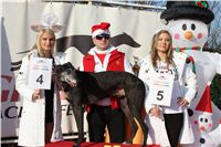Cato_vystava_chrtu_Czech_Greyhound_Racing_Federation_IMG_1494.JPG