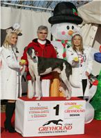 Cayenn_vystava_chrtu_Czech_Greyhound_Racing_Federation_NQ1M0169.JPG