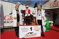 Dior_vystava_chrtu_Czech_Greyhound_Racing_Federation_IMG_1186.JPG