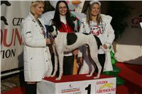 Dolce_vystava_chrtu_Czech_Greyhound_Racing_Federation_NQ1M0289.JPG