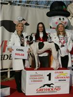 Dolce_vystava_chrtu_Czech_Greyhound_Racing_Federation_NQ1M0301.JPG