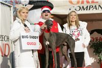 Gucci_vystava_chrtu_Czech_Greyhound_Racing_Federation_NQ1M0323.JPG