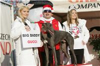 Gucci_vystava_chrtu_Czech_Greyhound_Racing_Federation_NQ1M0324.JPG