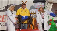 Lijane_vystava_chrtu_Czech_Greyhound_Racing_Federation_DSC03340.JPG