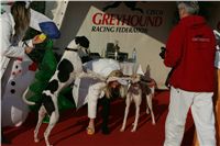 z_vystava_chrtu_Czech_Greyhound_Racing_Federation_NQ1M0346.JPG